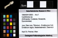 Foto (Objekt + Etiketten) von Cyclothyreus sp. 